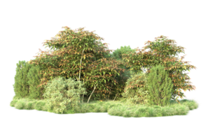 Tropical forest isolated on transparent background. 3d rendering - illustration png