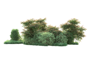 Tropical forest isolated on transparent background. 3d rendering - illustration png