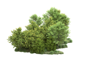 tropisch Wald isoliert auf transparent Hintergrund. 3d Rendern - - Illustration png