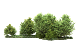 Tropical forest isolated on transparent background. 3d rendering - illustration png