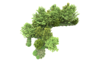 Tropical forest isolated on transparent background. 3d rendering - illustration png