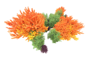 Tropical forest isolated on transparent background. 3d rendering - illustration png