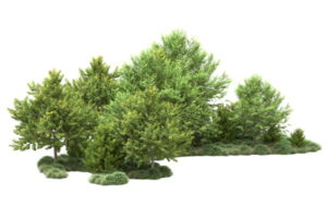 tropisch Wald isoliert auf transparent Hintergrund. 3d Rendern - - Illustration png