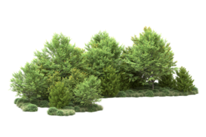 tropisch Wald isoliert auf transparent Hintergrund. 3d Rendern - - Illustration png