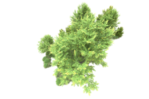 Tropical forest isolated on transparent background. 3d rendering - illustration png