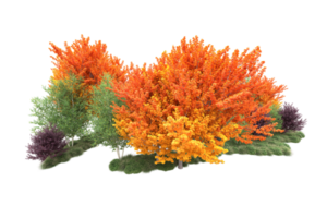 Tropical forest isolated on transparent background. 3d rendering - illustration png