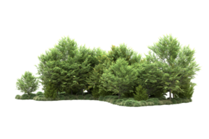 Tropical forest isolated on transparent background. 3d rendering - illustration png