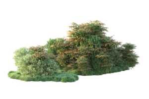 Tropical forest isolated on transparent background. 3d rendering - illustration png