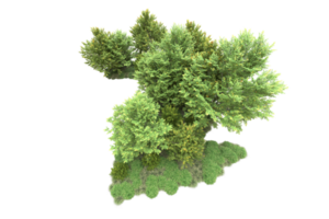 tropisch Wald isoliert auf transparent Hintergrund. 3d Rendern - - Illustration png