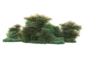 Tropical forest isolated on transparent background. 3d rendering - illustration png