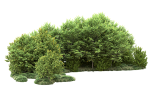 tropisch Wald isoliert auf transparent Hintergrund. 3d Rendern - - Illustration png