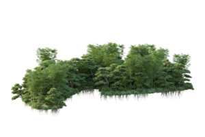 Tropical forest isolated on transparent background. 3d rendering - illustration png