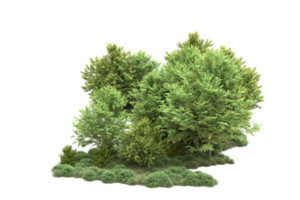 tropisch Wald isoliert auf transparent Hintergrund. 3d Rendern - - Illustration png