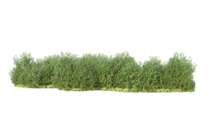 tropical forêt isolé sur transparent Contexte. 3d le rendu - illustration png