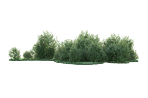 Tropical forest isolated on transparent background. 3d rendering - illustration png