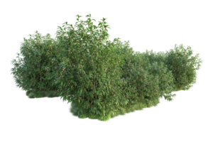 tropical forêt isolé sur transparent Contexte. 3d le rendu - illustration png