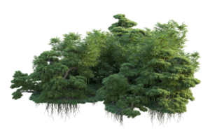 Tropical forest isolated on transparent background. 3d rendering - illustration png