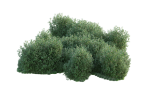 tropisch Wald isoliert auf transparent Hintergrund. 3d Rendern - - Illustration png