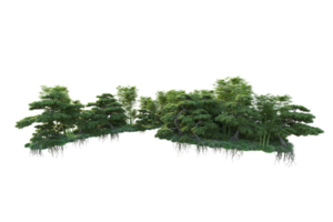 Tropical forest isolated on transparent background. 3d rendering - illustration png