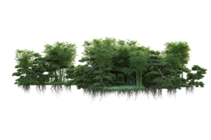 Tropical forest isolated on transparent background. 3d rendering - illustration png