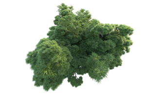 Tropical forest isolated on transparent background. 3d rendering - illustration png