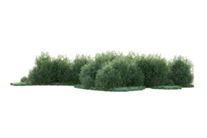 Tropical forest isolated on transparent background. 3d rendering - illustration png