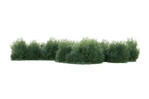 tropisch Wald isoliert auf transparent Hintergrund. 3d Rendern - - Illustration png