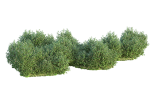 Tropical forest isolated on transparent background. 3d rendering - illustration png