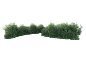 Tropical forest isolated on transparent background. 3d rendering - illustration png