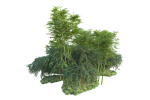 Tropical forest isolated on transparent background. 3d rendering - illustration png