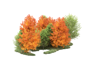 tropisch Wald isoliert auf transparent Hintergrund. 3d Rendern - - Illustration png