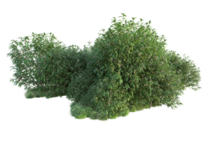 tropical forêt isolé sur transparent Contexte. 3d le rendu - illustration png