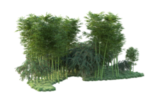 Tropical forest isolated on transparent background. 3d rendering - illustration png