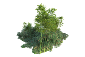 Tropical forest isolated on transparent background. 3d rendering - illustration png