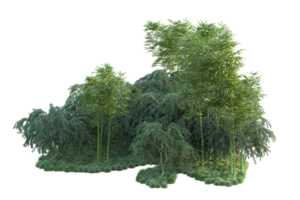 Tropical forest isolated on transparent background. 3d rendering - illustration png