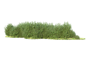 tropical forêt isolé sur transparent Contexte. 3d le rendu - illustration png