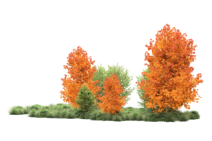 Tropical forest isolated on transparent background. 3d rendering - illustration png