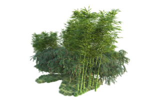 Tropical forest isolated on transparent background. 3d rendering - illustration png