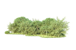 Tropical forest isolated on transparent background. 3d rendering - illustration png