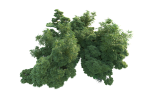 Tropical forest isolated on transparent background. 3d rendering - illustration png