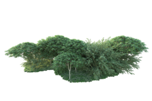 Tropical forest isolated on transparent background. 3d rendering - illustration png