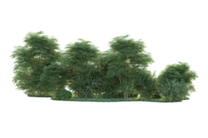 tropicale foresta isolato su trasparente sfondo. 3d interpretazione - illustrazione png