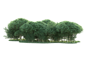 Tropical forest isolated on transparent background. 3d rendering - illustration png