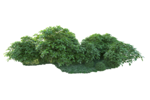 Tropical forest isolated on transparent background. 3d rendering - illustration png