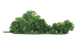 Tropical forest isolated on transparent background. 3d rendering - illustration png