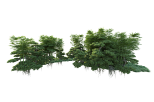 Tropical forest isolated on transparent background. 3d rendering - illustration png