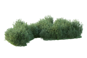 tropical forêt isolé sur transparent Contexte. 3d le rendu - illustration png