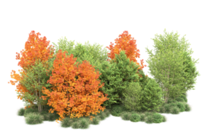 tropisch Wald isoliert auf transparent Hintergrund. 3d Rendern - - Illustration png