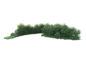 Tropical forest isolated on transparent background. 3d rendering - illustration png