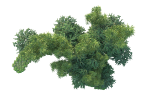 Tropical forest isolated on transparent background. 3d rendering - illustration png